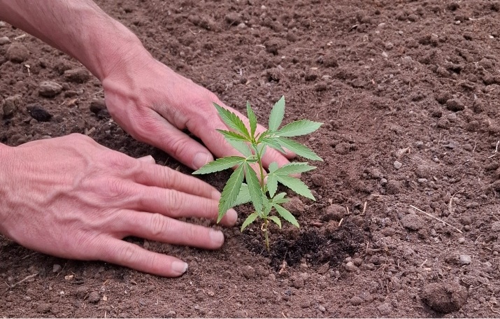 Ingredience měsíce - Konopí