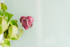 NATAVA Tuhý šampon + držák zdarma